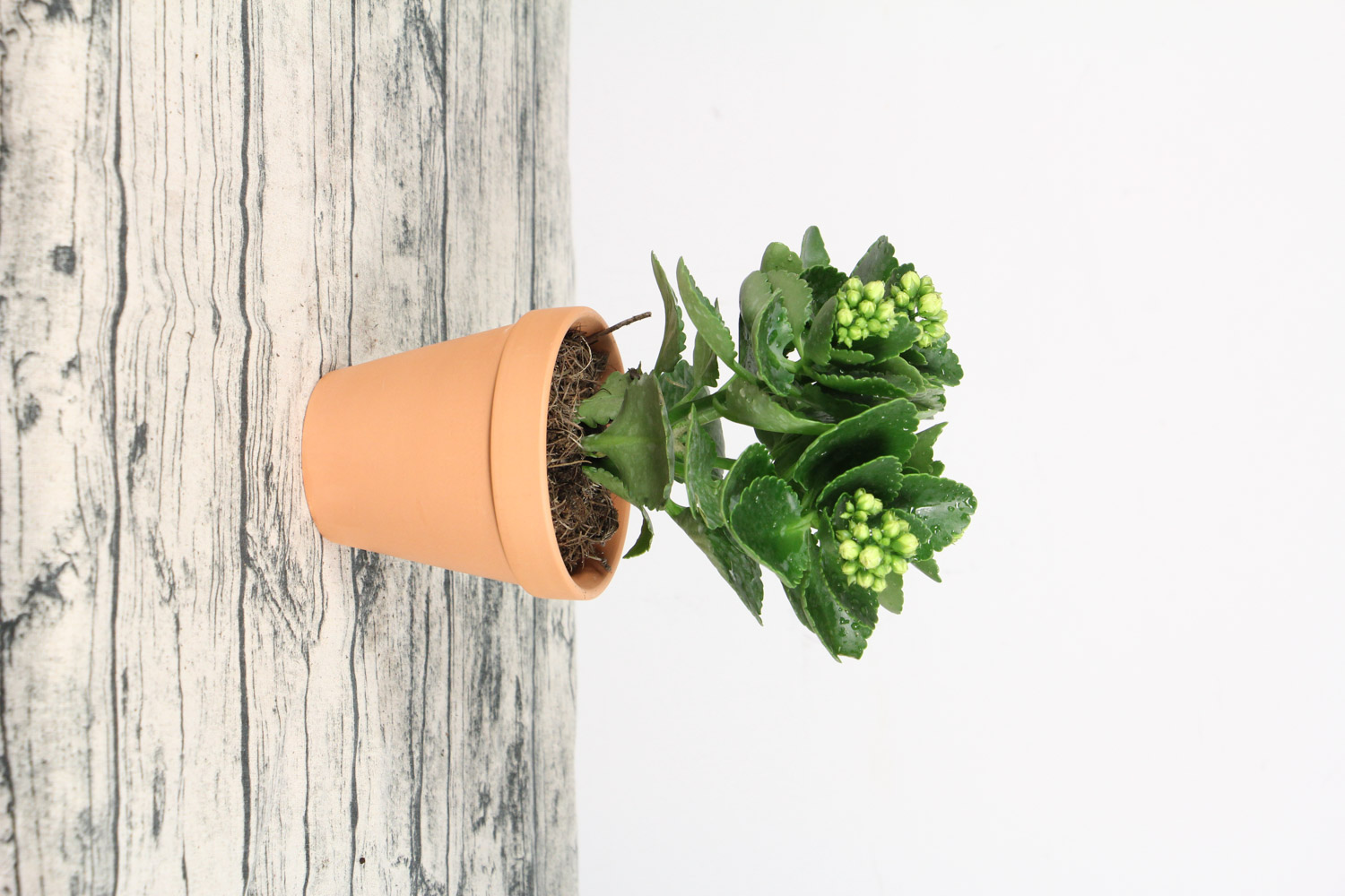 长寿花叶子发黄发软如何办