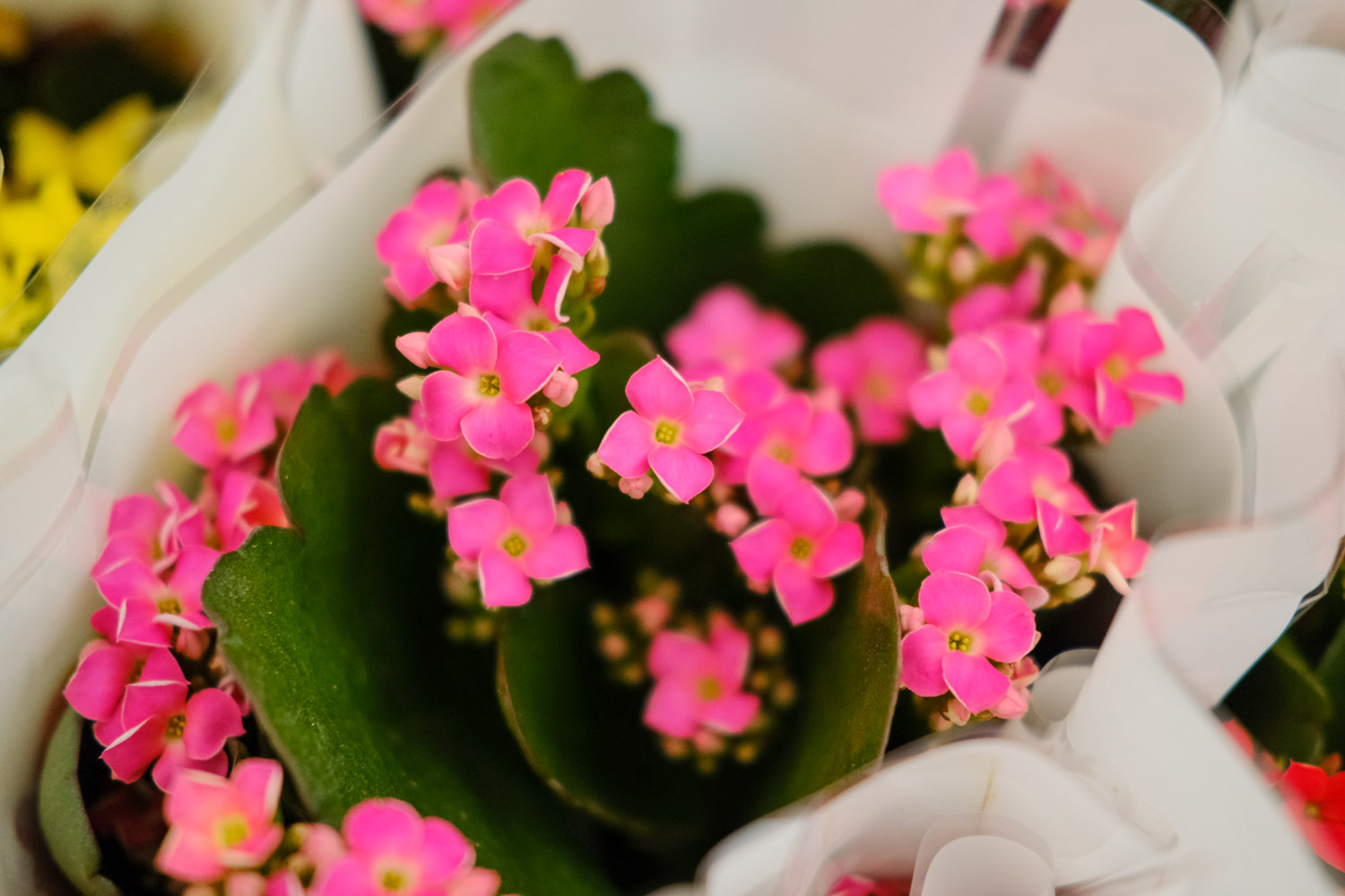 长寿花叶子发黄发软如何办