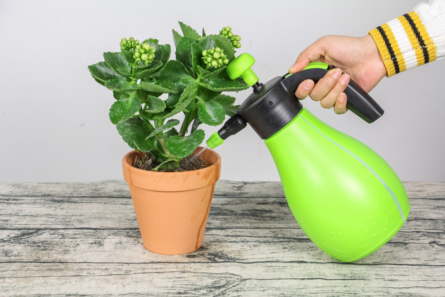 长寿花叶子发黄发软如何办