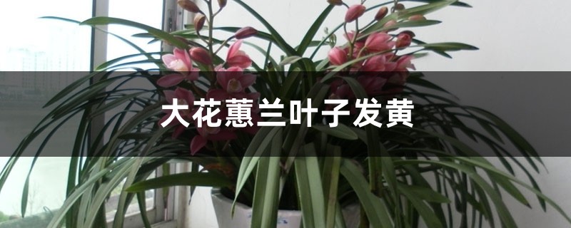 大花蕙兰叶子发黄如何办