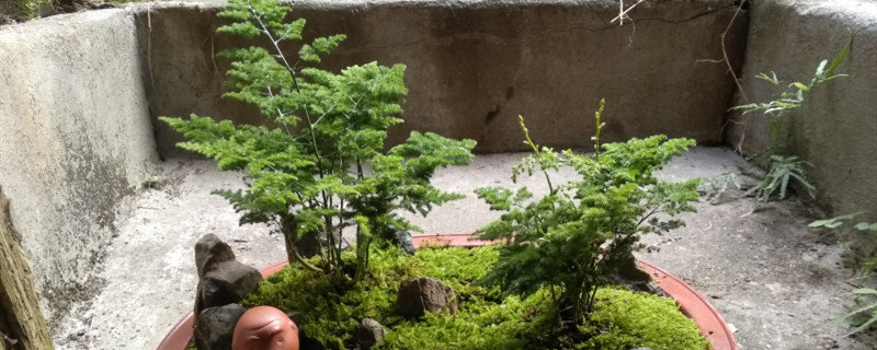 云竹叶子发黄如何处理