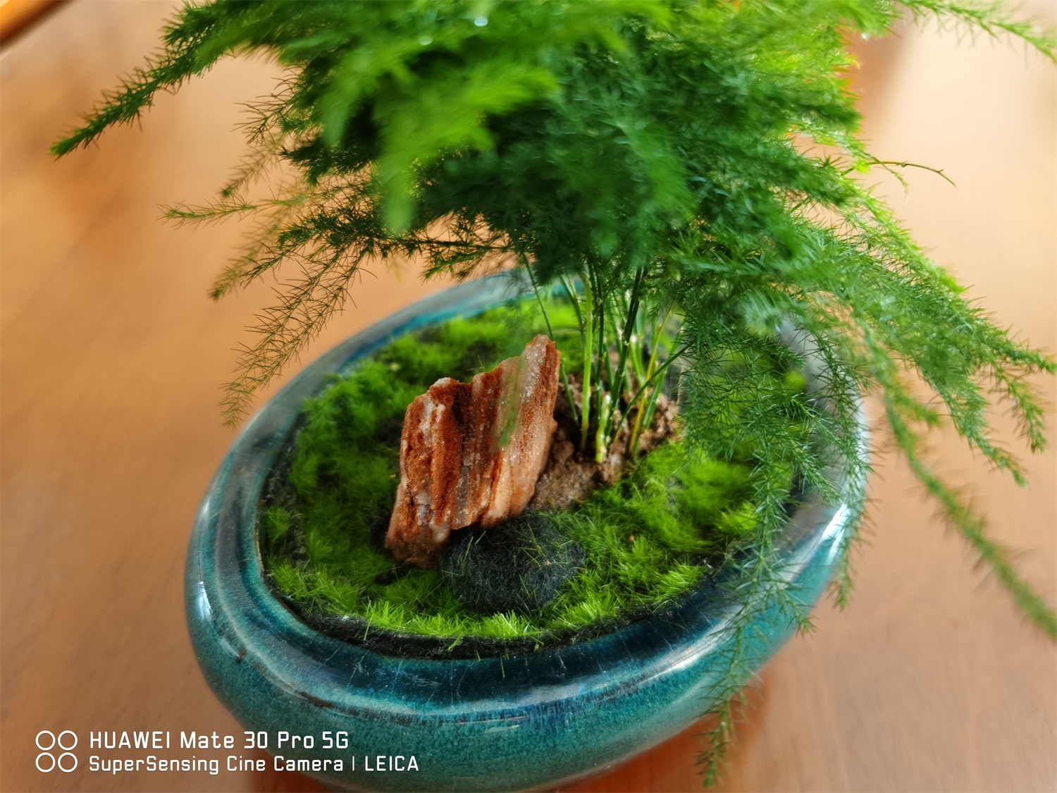 云竹叶子发黄如何处理