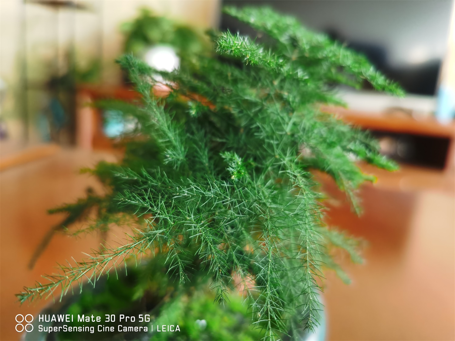 云竹叶子发黄如何处理