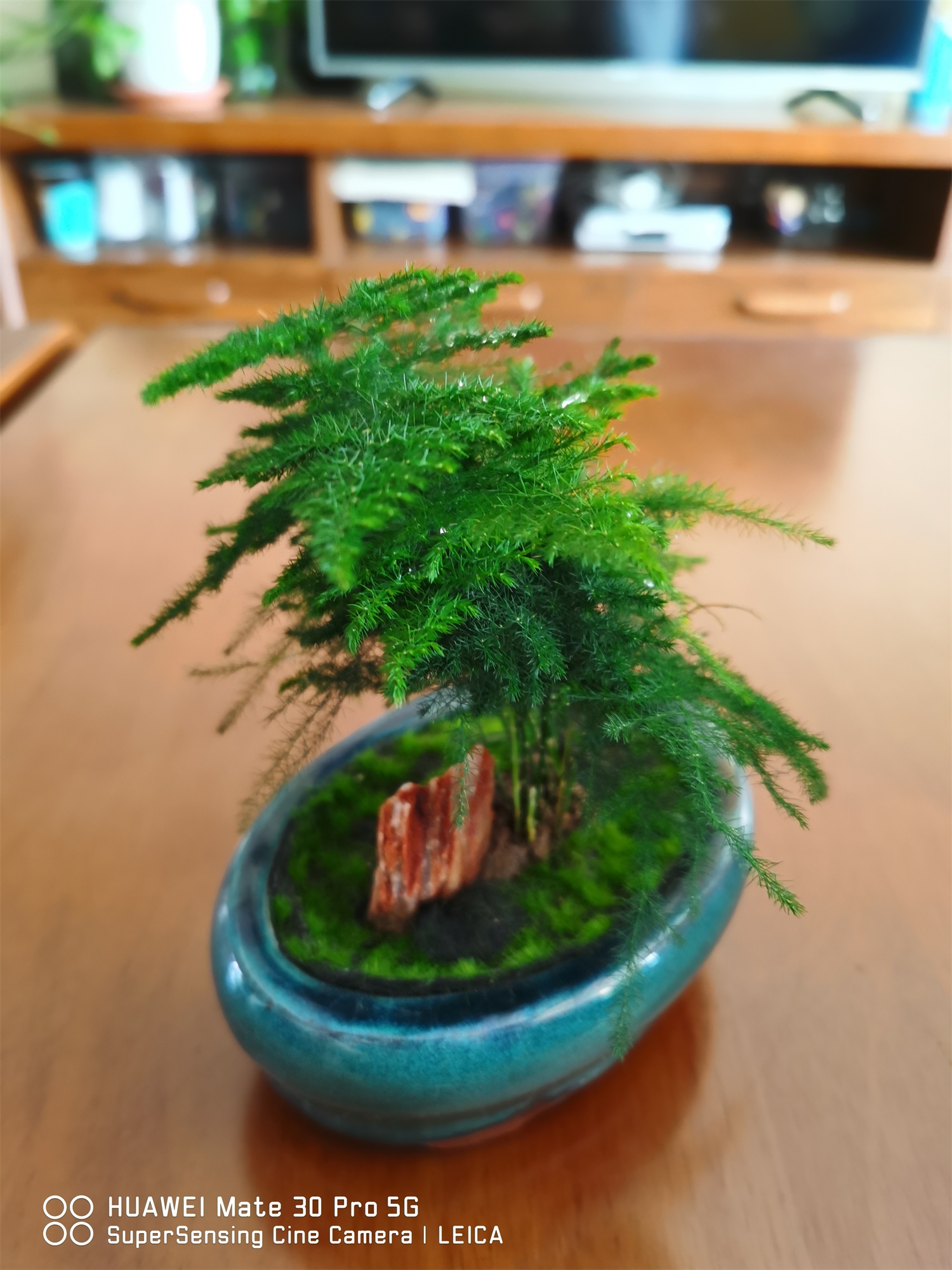 云竹叶子发黄如何处理