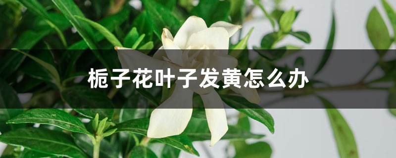 栀子花叶子发黄如何办