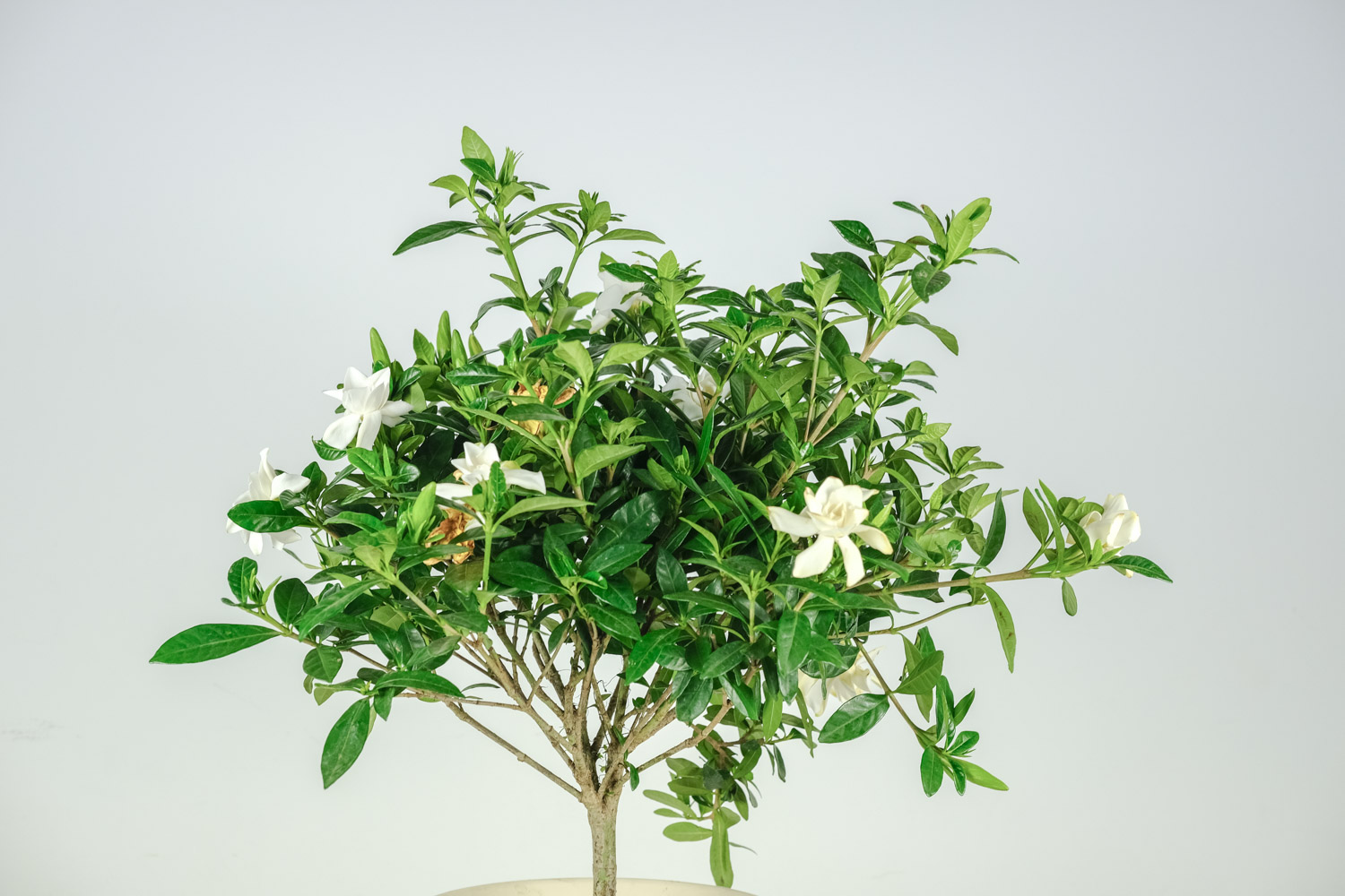 栀子花叶子发黄如何办