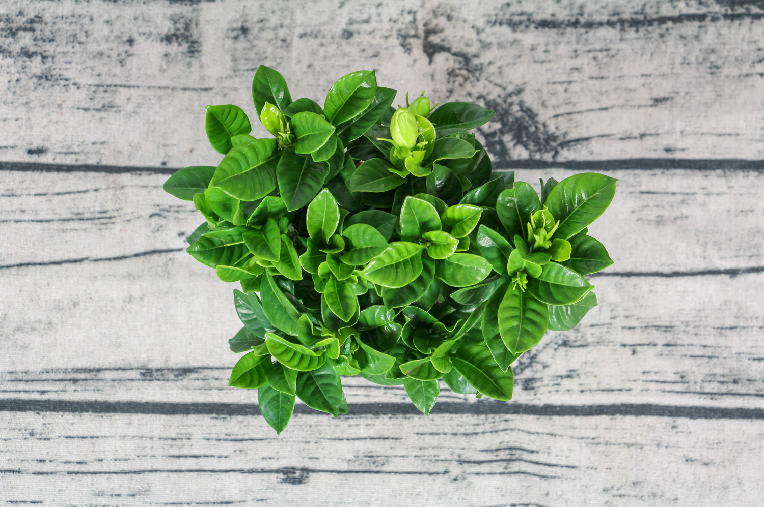 栀子花叶子发黄如何办