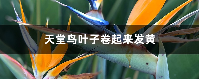 天堂鸟叶子卷起来发黄如何回事