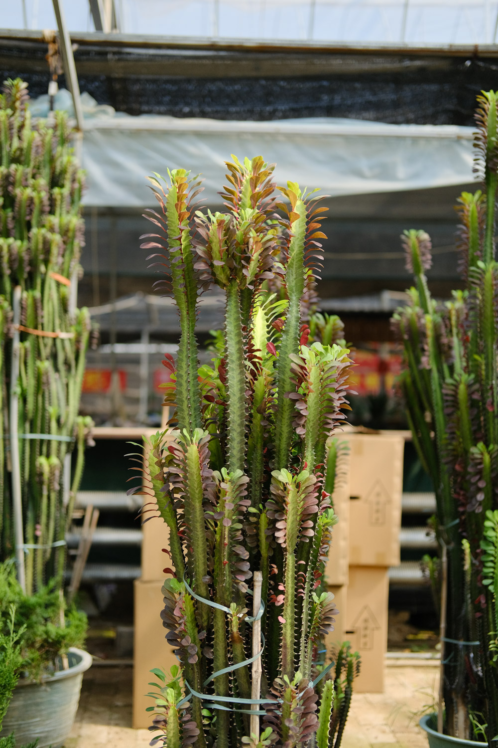 龙骨 龙骨叶子黄、掉叶是什么原因