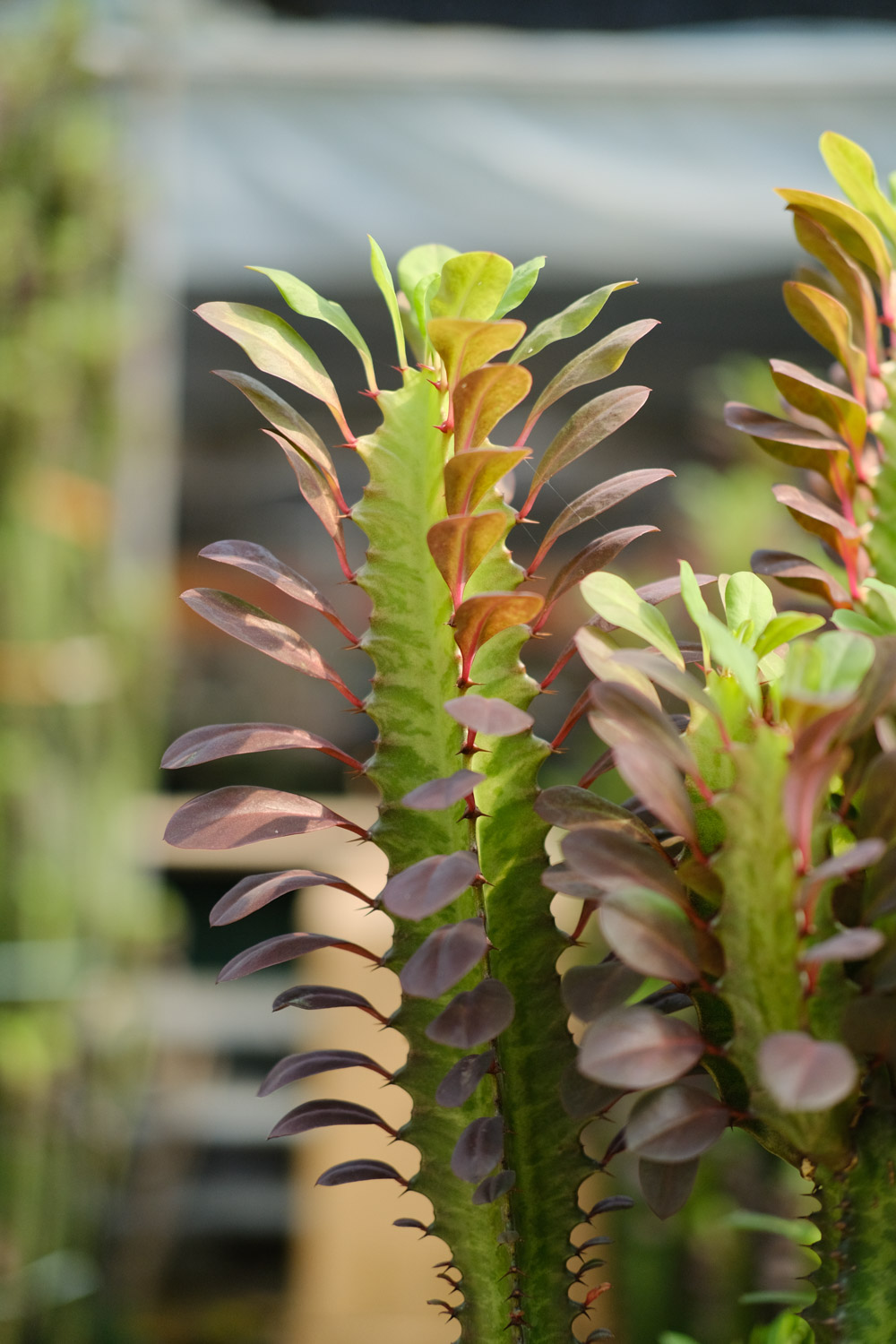 龙骨 龙骨叶子黄、掉叶是什么原因