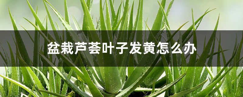 盆栽芦荟叶子发黄如何办