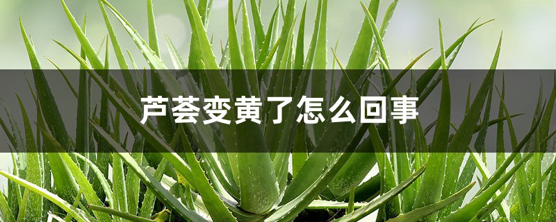 芦荟变黄了如何回事