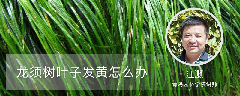 龙须树叶子发黄如何办