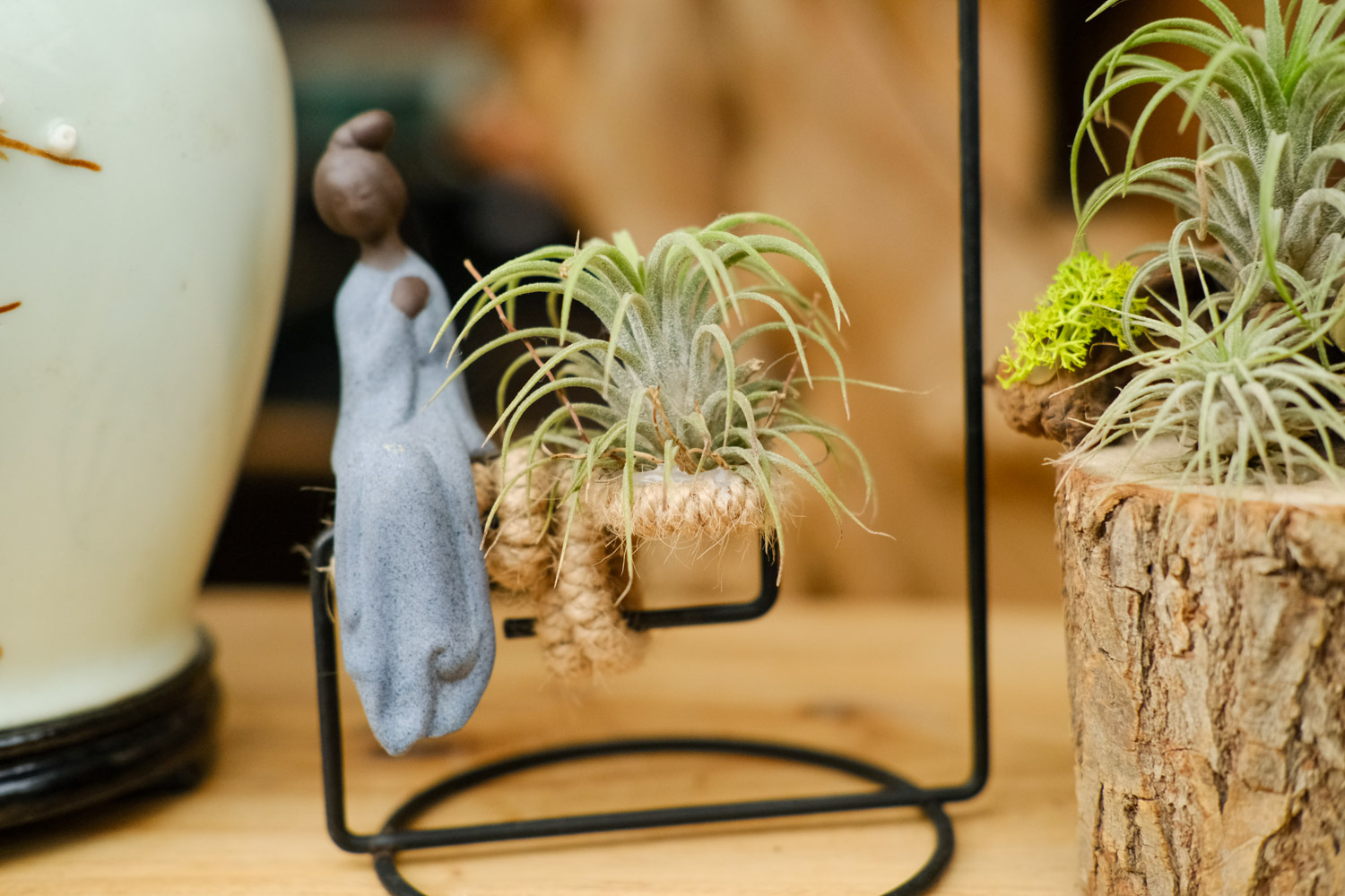 空气凤梨叶子发黄如何办