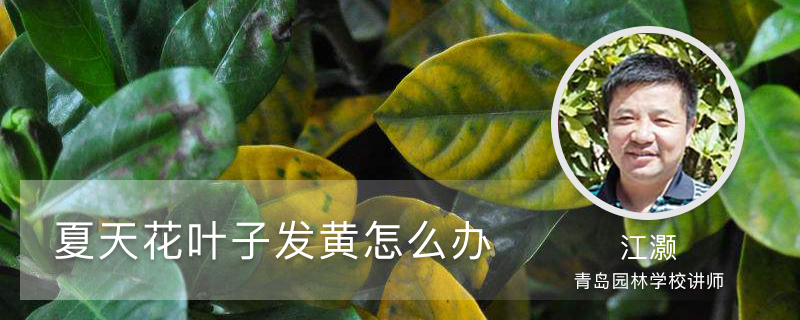 夏季花叶子发黄如何办