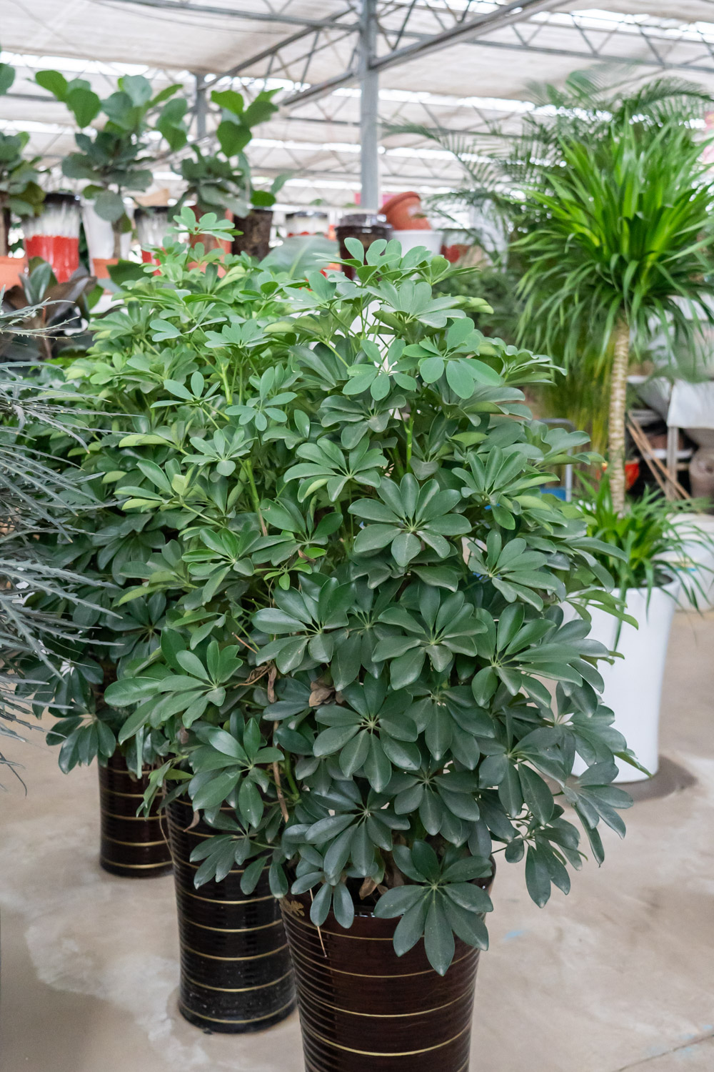 鸭掌木叶子发黄如何办