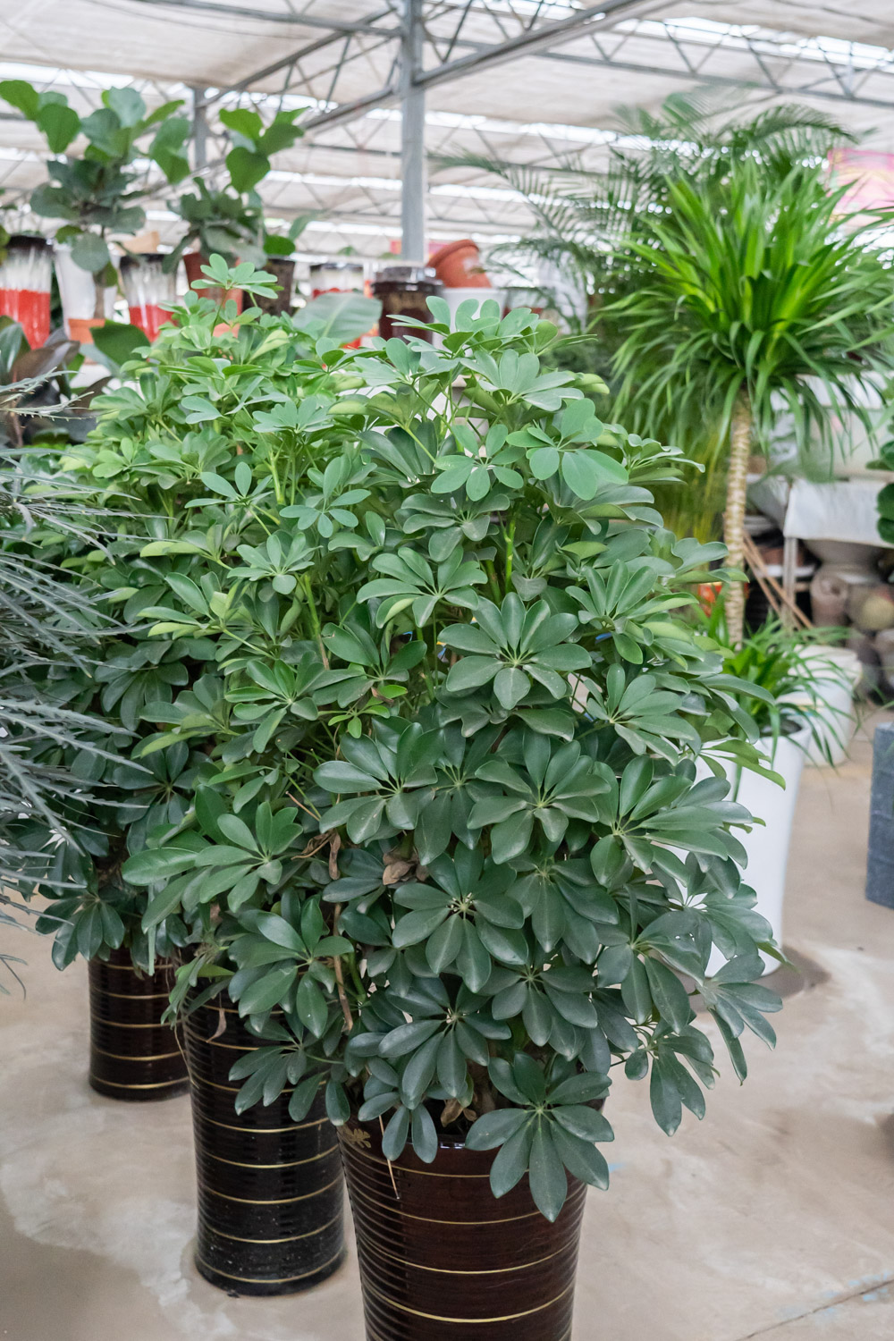 鸭掌木叶子发黄如何办