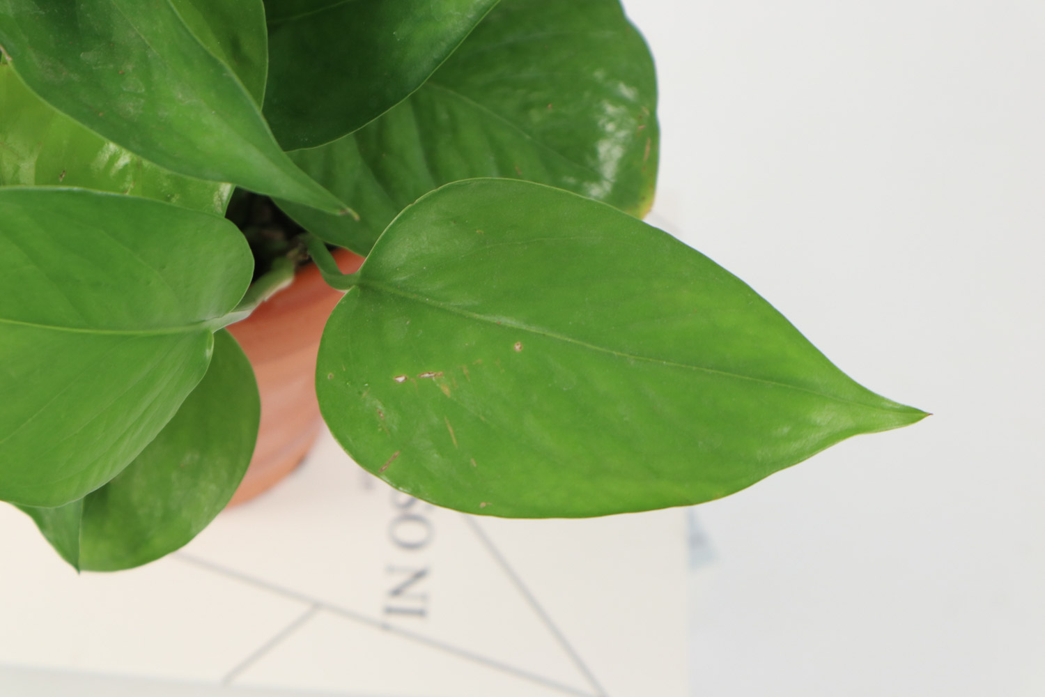 绿萝变黄如何拯救，原因和处理办法大全