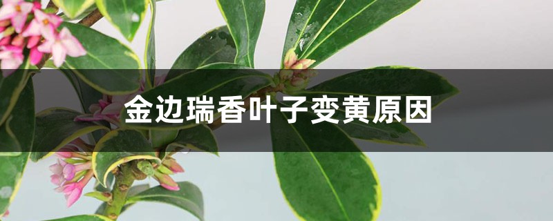 金边瑞香叶子变黄，原因和补救办法详解