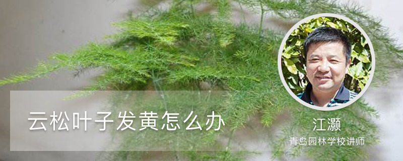 云松叶子发黄如何办，冬季会掉叶子吗