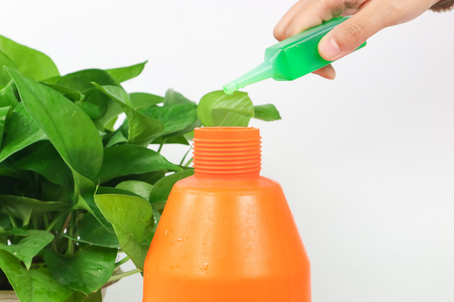 绿萝 绿萝叶子黄了从哪剪掉