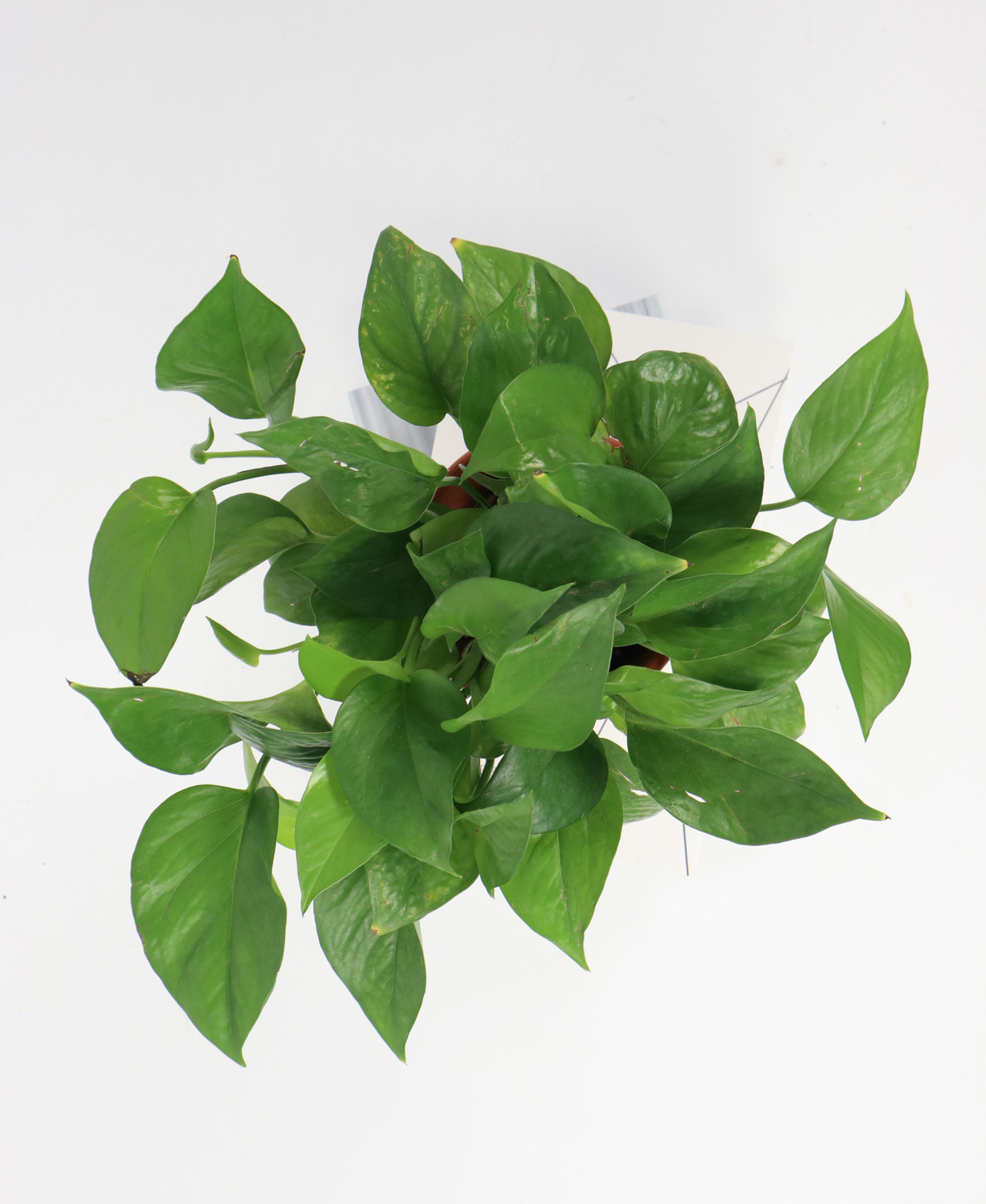 绿萝 绿萝叶子发黄如何回事