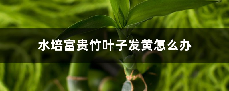 水培富贵竹叶子发黄如何办