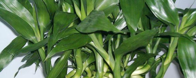 开运竹叶子发黄如何办