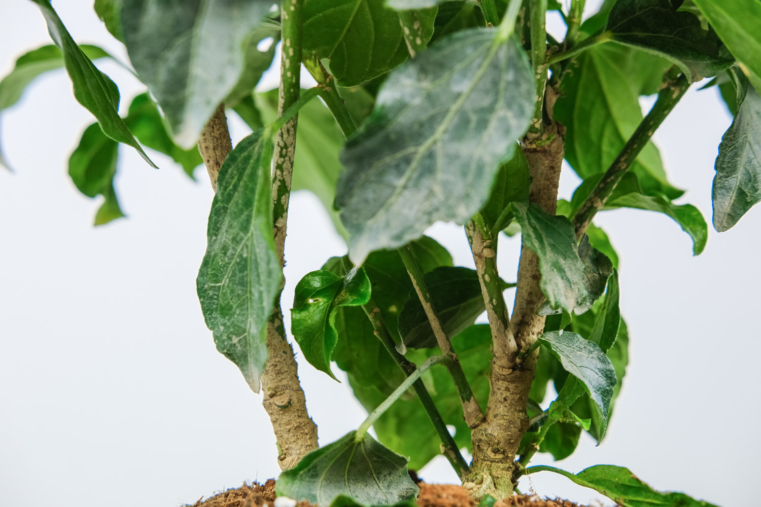 扶桑花叶子发黄如何办，叶子蔫了如何办