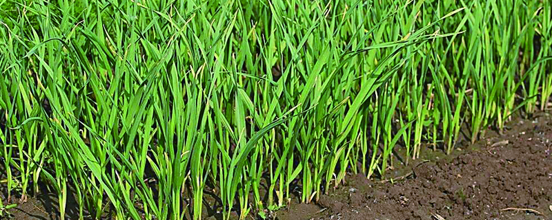 种的蒜苗发黄如何办