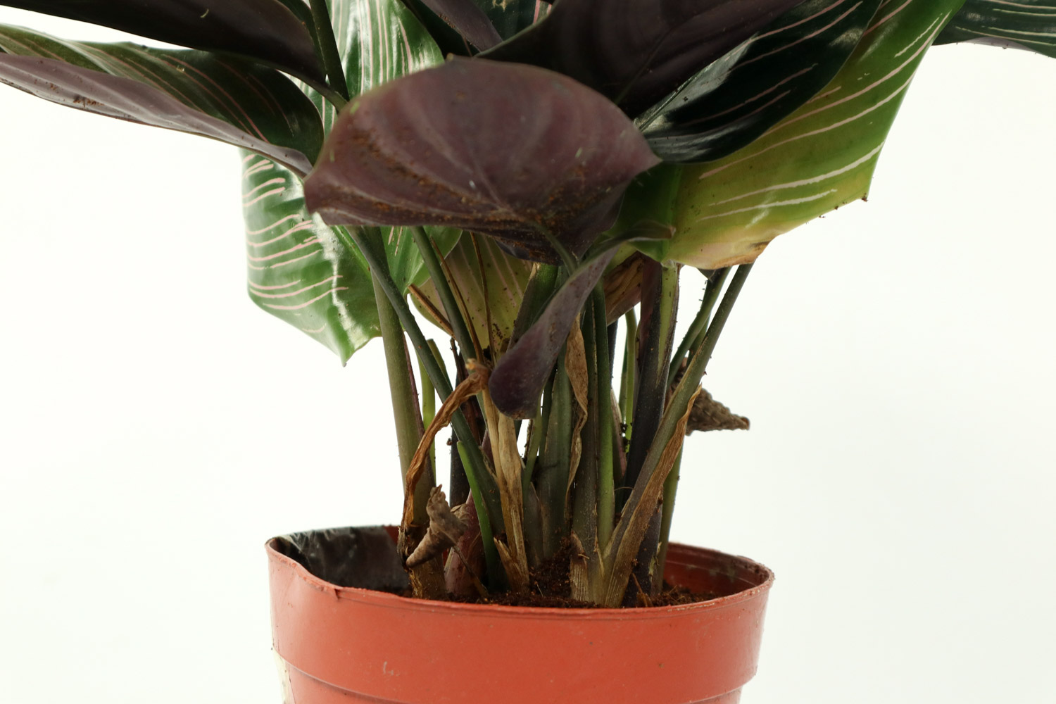 盆栽彩虹竹芋叶片发黄如何办