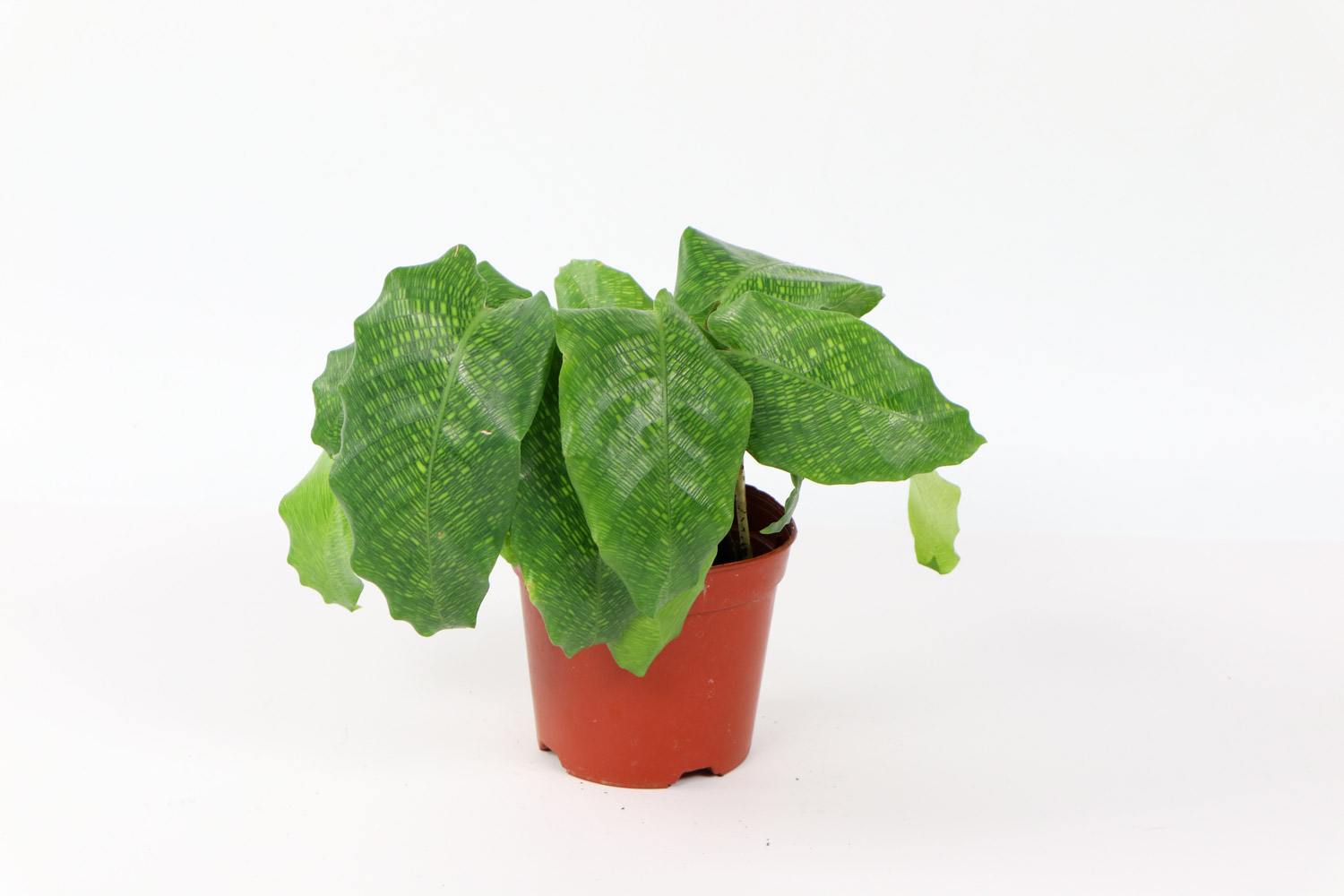 盆栽彩虹竹芋叶片发黄如何办