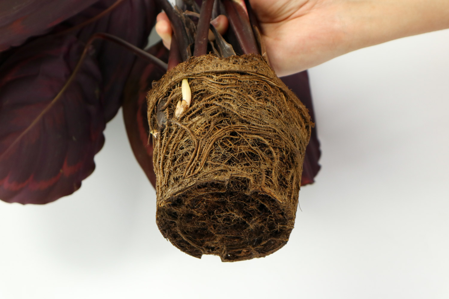 盆栽彩虹竹芋叶片发黄如何办