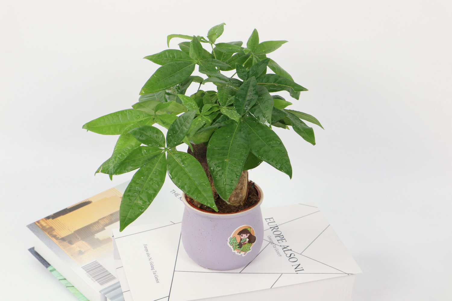 发财树叶子发黄剪掉吗