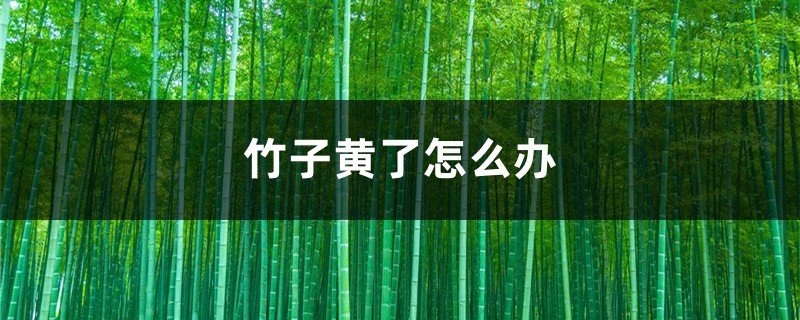 竹子发黄了如何办