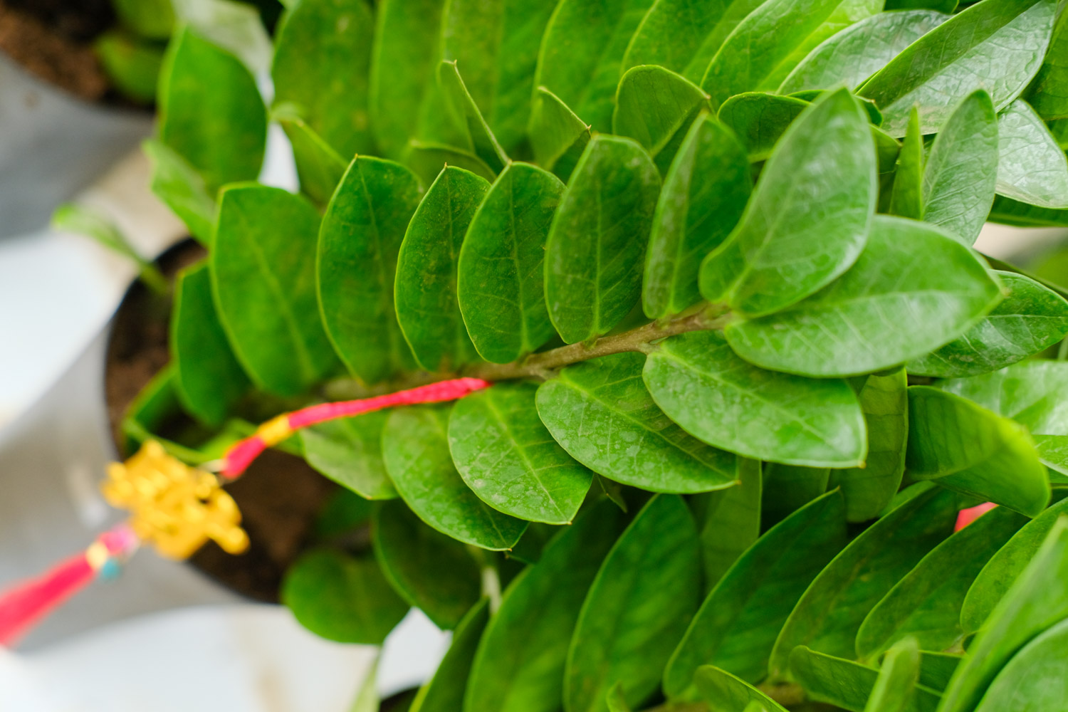 金钱树黄叶如何办