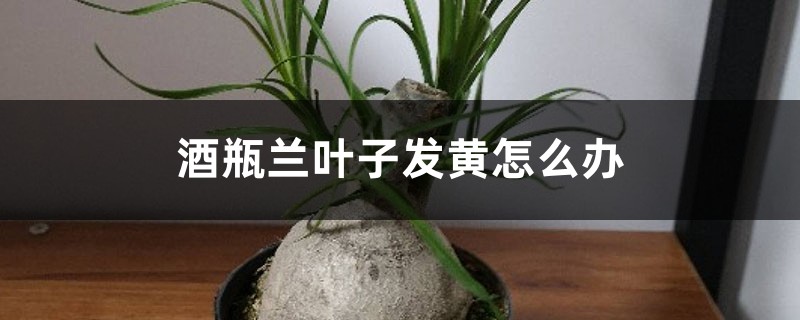 酒瓶兰叶子发黄如何办