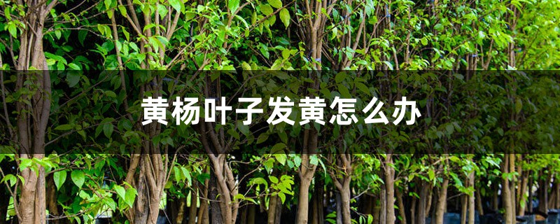 黄杨叶子发黄如何办