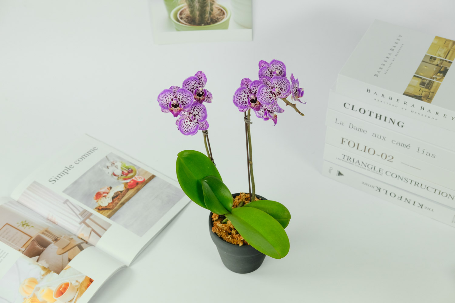 蝴蝶兰叶子发黄如何办