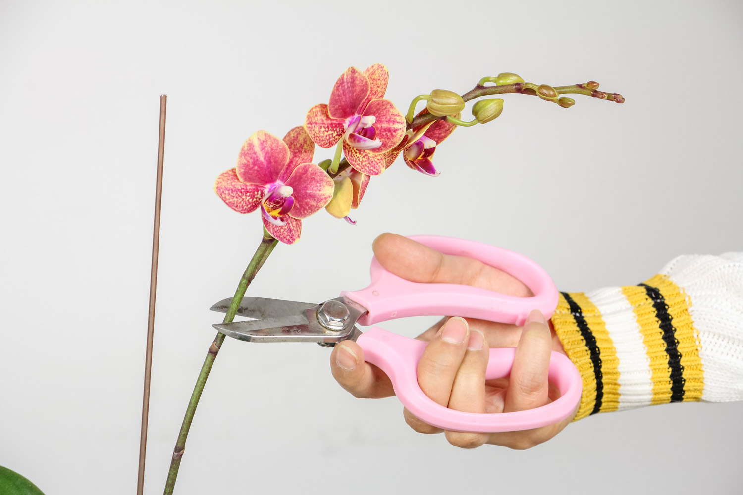 蝴蝶兰叶子发黄如何办