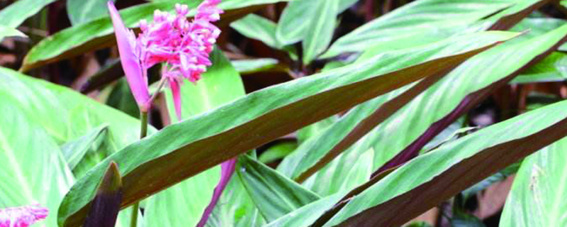 紫背竹芋叶子发黄如何办