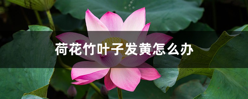 荷花竹叶子发黄如何办