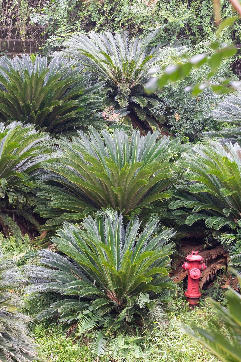 铁树叶子发黄如何办