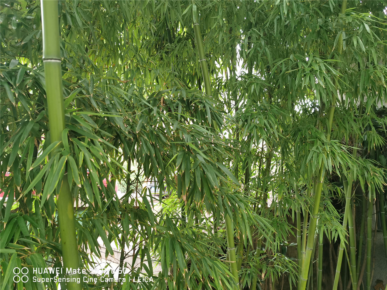 家里养的竹子叶子发黄什么原因