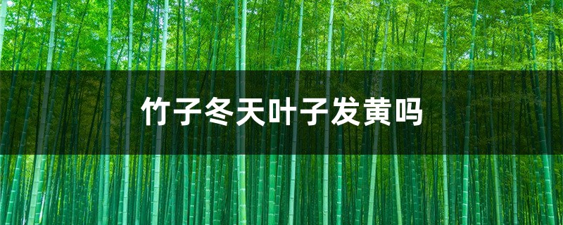竹子冬季叶子发黄吗