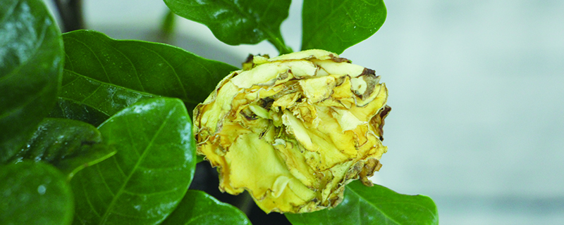 花的叶子变黄如何救活