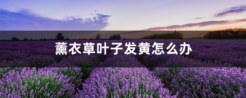 薰衣草叶子发黄如何办