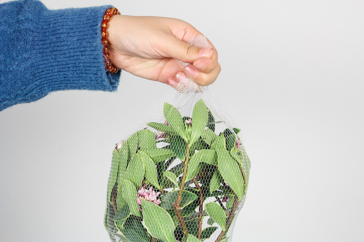 瑞香花叶子发黄如何办