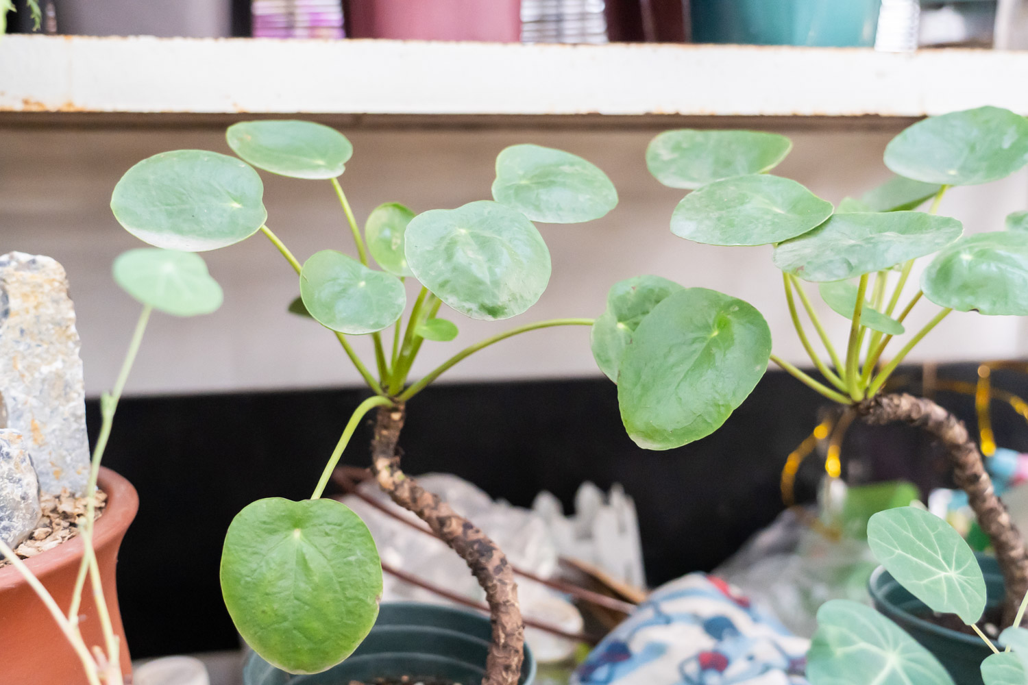 镜面草 镜面草叶子发黄如何办