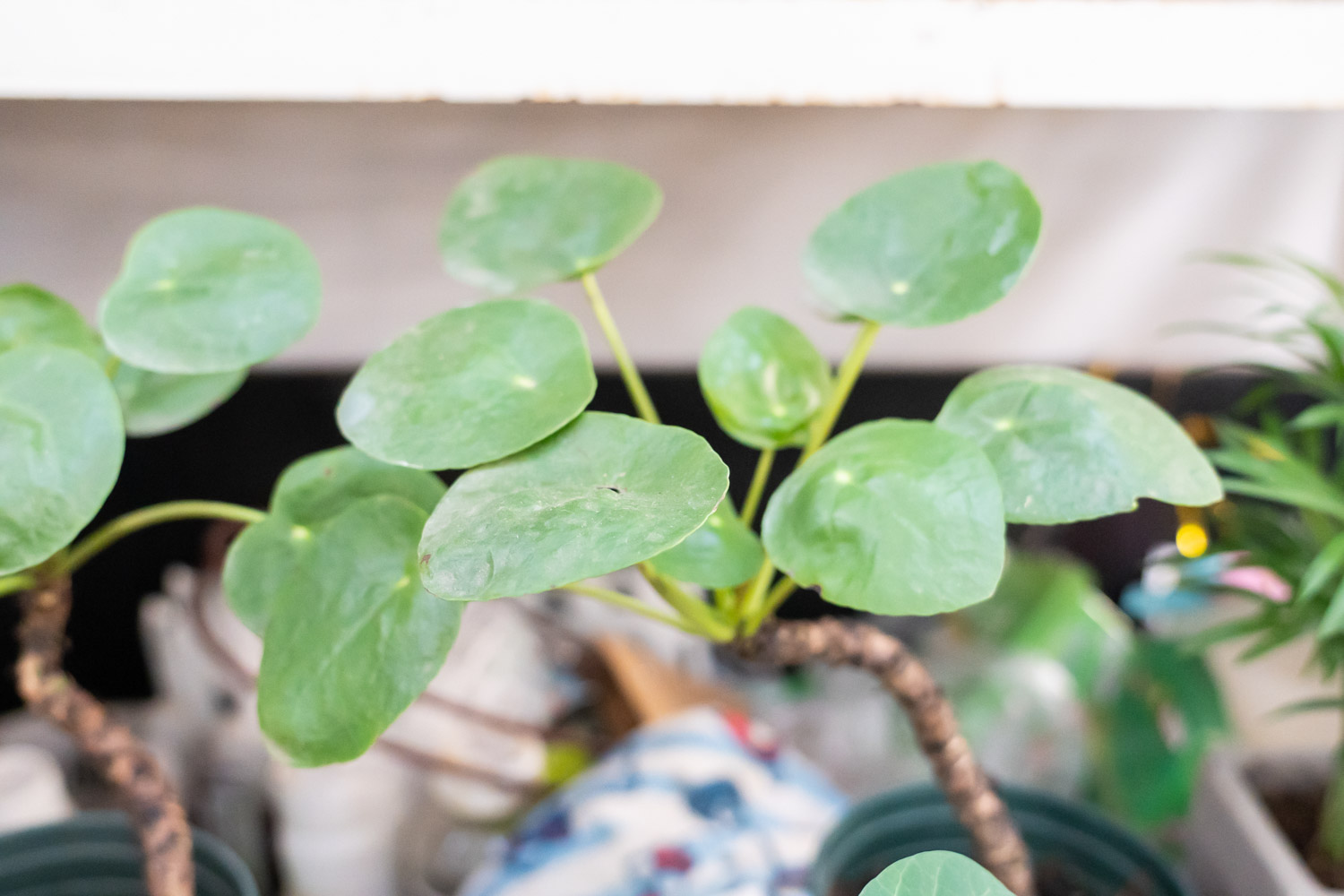 镜面草 镜面草叶子发黄如何办